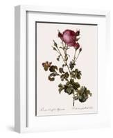 Celery-Leaved Rose-Pierre Joseph Redoute-Framed Giclee Print