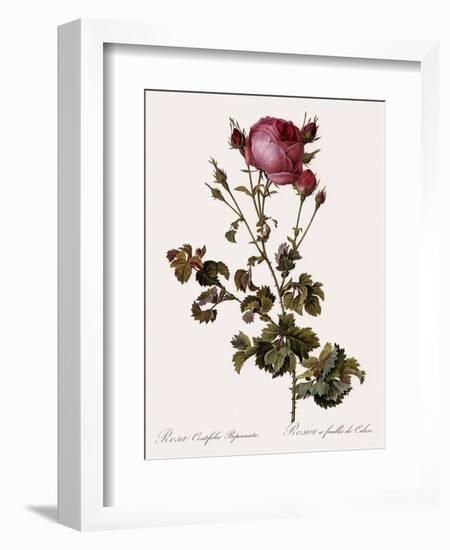 Celery-Leaved Rose-Pierre Joseph Redoute-Framed Giclee Print