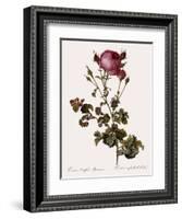Celery-Leaved Rose-Pierre Joseph Redoute-Framed Giclee Print
