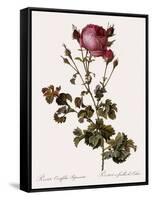 Celery-Leaved Rose-Pierre Joseph Redoute-Framed Stretched Canvas