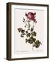 Celery-Leaved Rose-Pierre Joseph Redoute-Framed Giclee Print