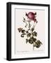 Celery-Leaved Rose-Pierre Joseph Redoute-Framed Giclee Print