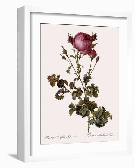 Celery-Leaved Rose-Pierre Joseph Redoute-Framed Giclee Print