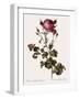 Celery-Leaved Rose-Pierre Joseph Redoute-Framed Giclee Print