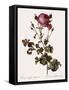 Celery-Leaved Rose-Pierre Joseph Redoute-Framed Stretched Canvas