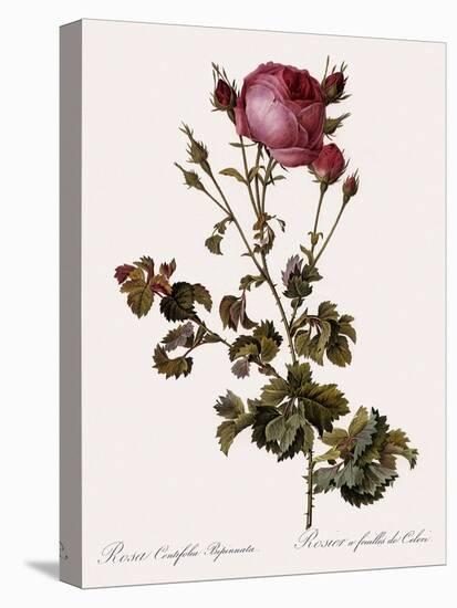 Celery-Leaved Rose-Pierre Joseph Redoute-Stretched Canvas