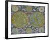 Celestial Map of the Planets-Georg Christoph Eimmart II-Framed Giclee Print