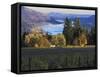 Celilo Vineyard, Columbia River Gorge, Washington, USA-Janis Miglavs-Framed Stretched Canvas