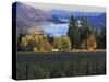 Celilo Vineyard, Columbia River Gorge, Washington, USA-Janis Miglavs-Stretched Canvas