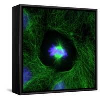 Cell Division, Fluorescent Micrograph-Dr. Torsten Wittmann-Framed Stretched Canvas