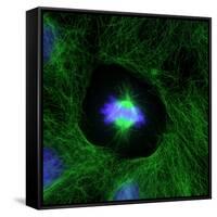 Cell Division, Fluorescent Micrograph-Dr. Torsten Wittmann-Framed Stretched Canvas