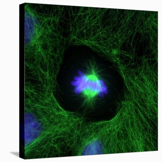 Cell Division, Fluorescent Micrograph-Dr. Torsten Wittmann-Stretched Canvas