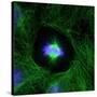 Cell Division, Fluorescent Micrograph-Dr. Torsten Wittmann-Stretched Canvas