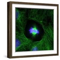 Cell Division, Fluorescent Micrograph-Dr. Torsten Wittmann-Framed Premium Photographic Print