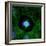 Cell Division, Fluorescent Micrograph-Dr. Torsten Wittmann-Framed Premium Photographic Print