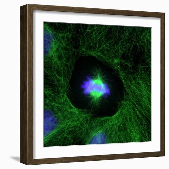 Cell Division, Fluorescent Micrograph-Dr. Torsten Wittmann-Framed Premium Photographic Print