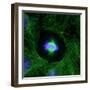 Cell Division, Fluorescent Micrograph-Dr. Torsten Wittmann-Framed Premium Photographic Print