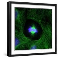 Cell Division, Fluorescent Micrograph-Dr. Torsten Wittmann-Framed Premium Photographic Print