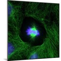 Cell Division, Fluorescent Micrograph-Dr. Torsten Wittmann-Mounted Premium Photographic Print