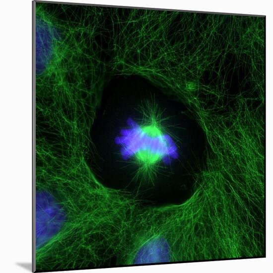 Cell Division, Fluorescent Micrograph-Dr. Torsten Wittmann-Mounted Premium Photographic Print