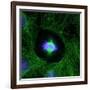 Cell Division, Fluorescent Micrograph-Dr. Torsten Wittmann-Framed Photographic Print