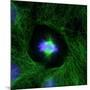 Cell Division, Fluorescent Micrograph-Dr. Torsten Wittmann-Mounted Photographic Print