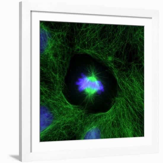 Cell Division, Fluorescent Micrograph-Dr. Torsten Wittmann-Framed Photographic Print