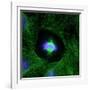 Cell Division, Fluorescent Micrograph-Dr. Torsten Wittmann-Framed Photographic Print