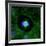 Cell Division, Fluorescent Micrograph-Dr. Torsten Wittmann-Framed Photographic Print