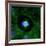 Cell Division, Fluorescent Micrograph-Dr. Torsten Wittmann-Framed Photographic Print