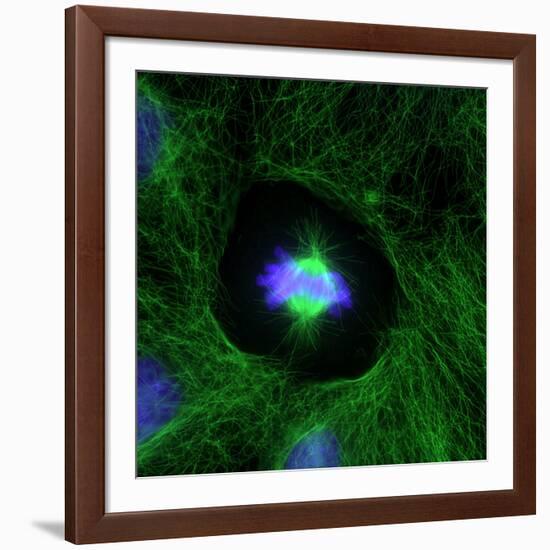 Cell Division, Fluorescent Micrograph-Dr. Torsten Wittmann-Framed Photographic Print