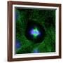 Cell Division, Fluorescent Micrograph-Dr. Torsten Wittmann-Framed Photographic Print