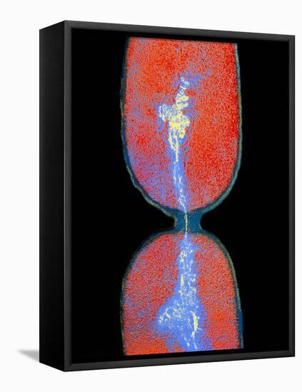 Cell Division In Salmonella Bacterium-Dr. Kari Lounatmaa-Framed Stretched Canvas