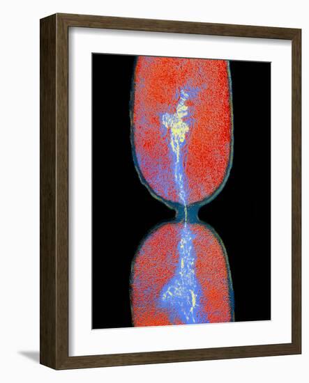 Cell Division In Salmonella Bacterium-Dr. Kari Lounatmaa-Framed Photographic Print