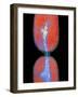 Cell Division In Salmonella Bacterium-Dr. Kari Lounatmaa-Framed Photographic Print