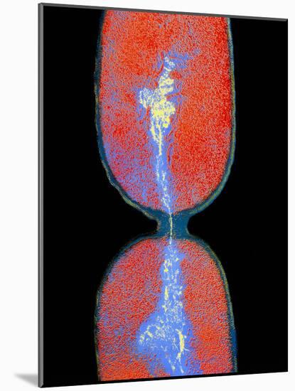 Cell Division In Salmonella Bacterium-Dr. Kari Lounatmaa-Mounted Photographic Print