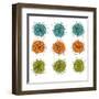 Cell Division-Jan Weiss-Framed Art Print