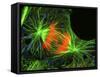 Cell In the Anaphase Stage of Mitosis-Thomas Deerinck-Framed Stretched Canvas
