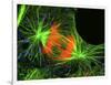 Cell In the Anaphase Stage of Mitosis-Thomas Deerinck-Framed Photographic Print