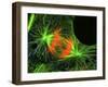 Cell In the Anaphase Stage of Mitosis-Thomas Deerinck-Framed Photographic Print