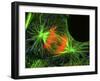 Cell In the Anaphase Stage of Mitosis-Thomas Deerinck-Framed Photographic Print