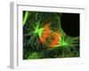 Cell In the Anaphase Stage of Mitosis-Thomas Deerinck-Framed Photographic Print