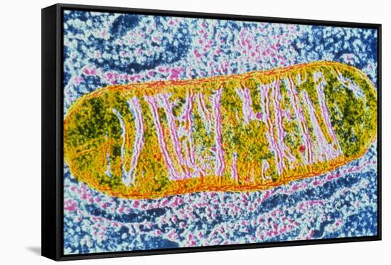 Cell Mitochondrion-null-Framed Stretched Canvas