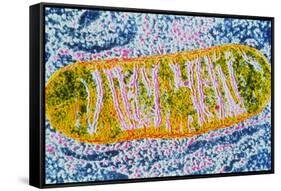 Cell Mitochondrion-null-Framed Stretched Canvas