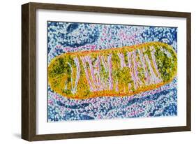 Cell Mitochondrion-null-Framed Photographic Print