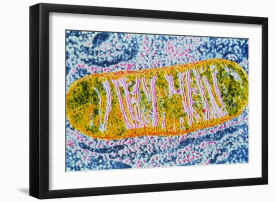 Cell Mitochondrion-null-Framed Photographic Print