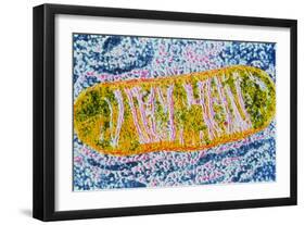 Cell Mitochondrion-null-Framed Photographic Print