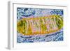 Cell Mitochondrion-null-Framed Photographic Print