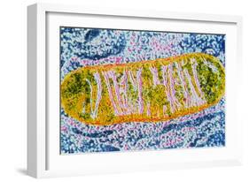 Cell Mitochondrion-null-Framed Photographic Print