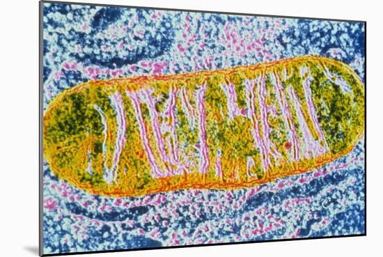 Cell Mitochondrion-null-Mounted Photographic Print